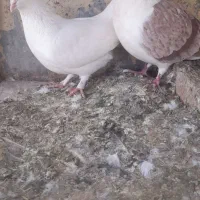 کبوتر نر و ماده