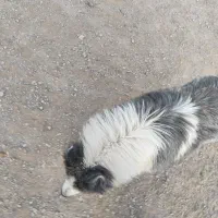 سگ سامویید|سگ|اصفهان, کوی امیریه|دیوار