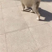 توله ژرمن ماده|سگ|سبزوار, فرهنگیان|دیوار