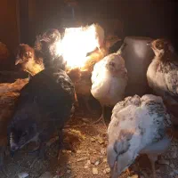 حیوانات مزرعه|حیوانات مزرعه|کلاچای, |دیوار