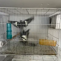 حیوانات|پرنده|تربت جام, المهدی|دیوار