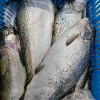 ماهی زنده مرغ بال بازو شنسل ران وغیره