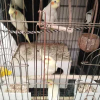 فروش جوجه عروس هلندی دانه خور