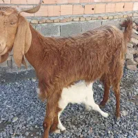 بز بزغاله داره