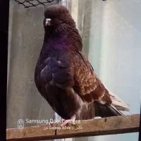 ماده سرخ پروک