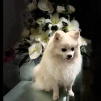 یک عدد سگ نر پامرین