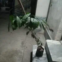 نهال نارنگی ژاپنی