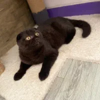 گربه اسکاتیش مشکی