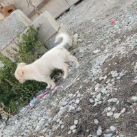 توله پاکوتاه|سگ|شاهین دژ, |دیوار