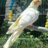 فروش جوجه عروس هلندی