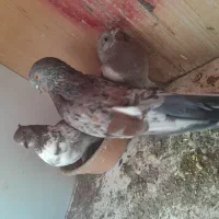 دو جفت کفتر  سوقدیم|پرنده|خمینی‌شهر, |دیوار