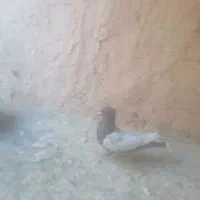 سینه سیاه نر