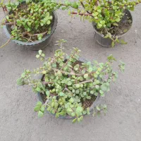 گل حراجی قیمت مناسب|گل و گیاه طبیعی|قم, شاه ابراهیم|دیوار