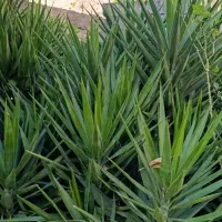 گل یوکا|گل و گیاه طبیعی|عباس‌آباد, |دیوار