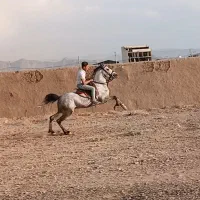 فروش|اسب و تجهیزات اسب‌سواری|اصفهان, رهنان|دیوار