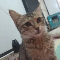 واگذاری رایگان گربه