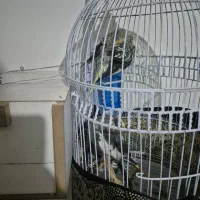 ۲ عدد عروس هلندی نر وماده اماده تخم گزاری