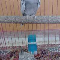 عروس هلندی