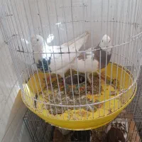 2 جفت کبوتر  نرو  ماده|پرنده|شیراز, کرونی(خاتونک)|دیوار
