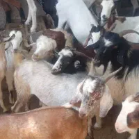 کهره نر و بز با قصابی خود بندرعباس