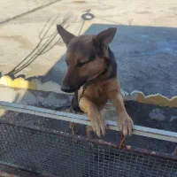 فروش سگ ژرمن