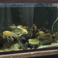 ماهی کوی باله بلند