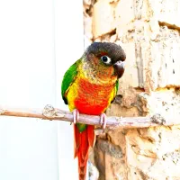 گرینچیک فوق دستی