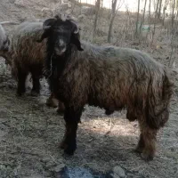 نرمیش|حیوانات مزرعه|صمصامی, |دیوار