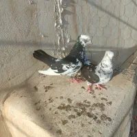 گوهک سینه باشی ماده. کبوتر بلبلی نر