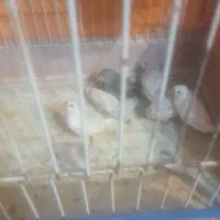 عروس هلندی،طوطی برزیلی،فنج،م با ملنگو و راهب|پرنده|شیراز, شهرک پرواز|دیوار