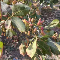 فروش باغ مشجرگوگان محله ایستگاه راه آهن گوگان|فروش دفتر صنعتی، کشاورزی، تجاری|گوگان, |دیوار