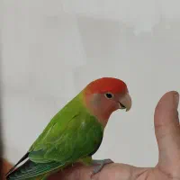 طوطی برزیلی