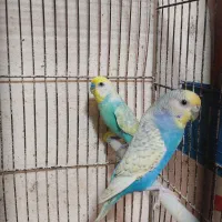 مرغ عشق رنگ خاص