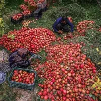 انار سیدان (سیدون فاروق )   صادراتی درجه ۱|خوردنی و آشامیدنی|شیراز, آزادگان|دیوار