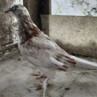 کبوتر پشت شاهی مچ پر