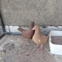 کفتر زرد سرخ کرمونی