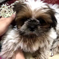 شیتزو سوپر فلت