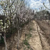 باغچه و باغ میوه