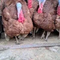 بوقلمون بوربون (قه لی سور)|حیوانات مزرعه|مریوان, |دیوار