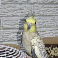 جفت عروس هلندی نر و ماده|پرنده|رشت, حسین آباد|دیوار