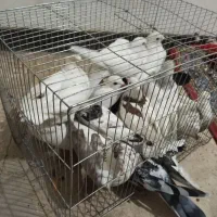 ۳۰عدد کبوتر