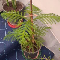 گل برای آپارتمان وخانه و مغازه