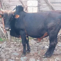 دو عدد گاو نر