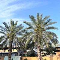 فروش دو عدد نخل شیخ عالی