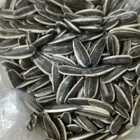 تخمه|خوردنی و آشامیدنی|خمینیشهر, |دیوار