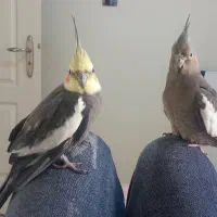 عروس هلندی جفت مولد نر و ماده