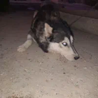 سگ هاسکی|سگ|تایباد, |دیوار