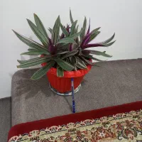 تعدادی گل|گل و گیاه طبیعی|ارومیه, |دیوار