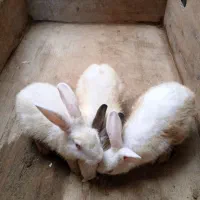 خرگوش بزرگ