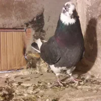 شازده نرسه پر صیدشده عالی